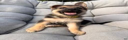 German Shepherd dogs for sale: Miley - Ad 3