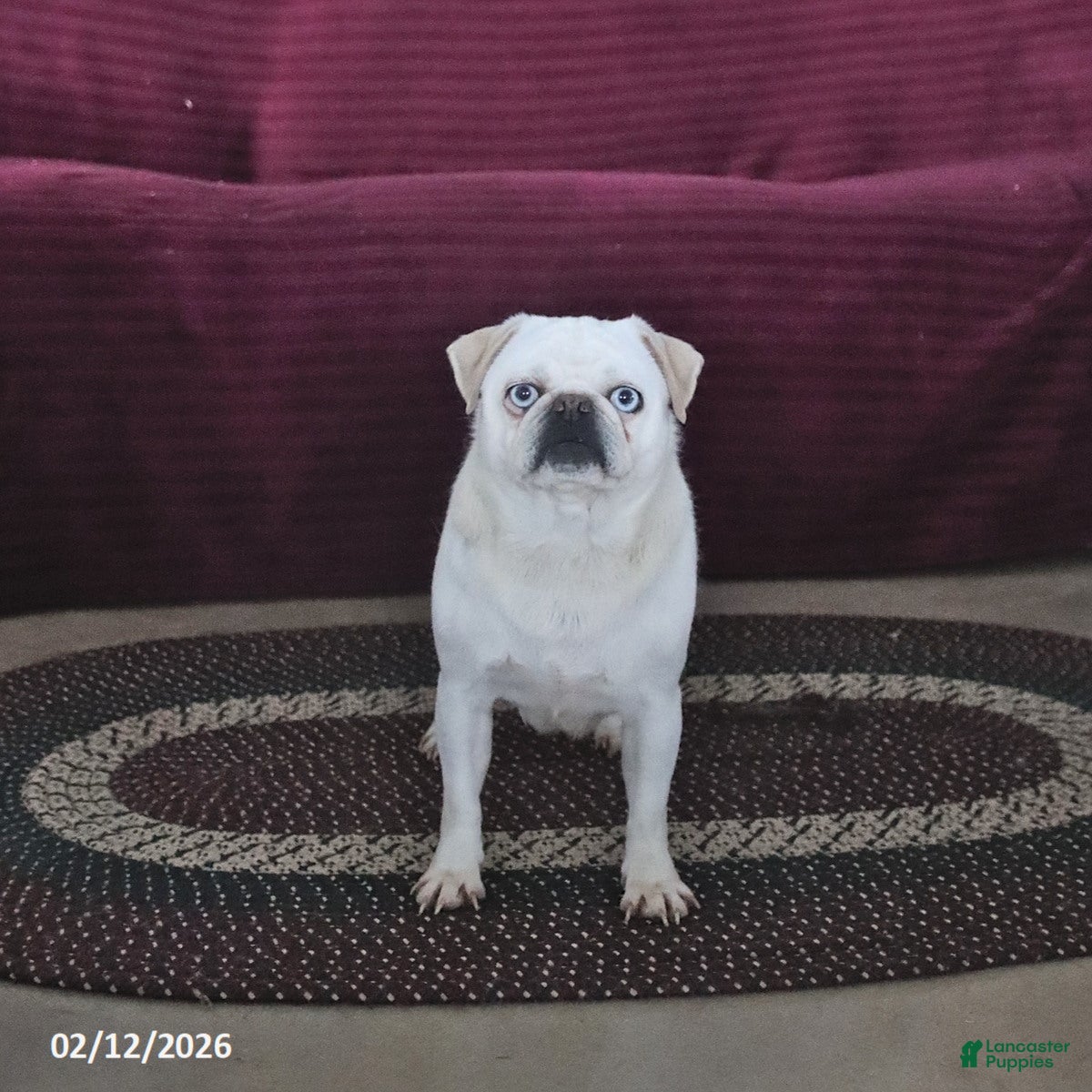 Pug dogs Jewel - Ad 2