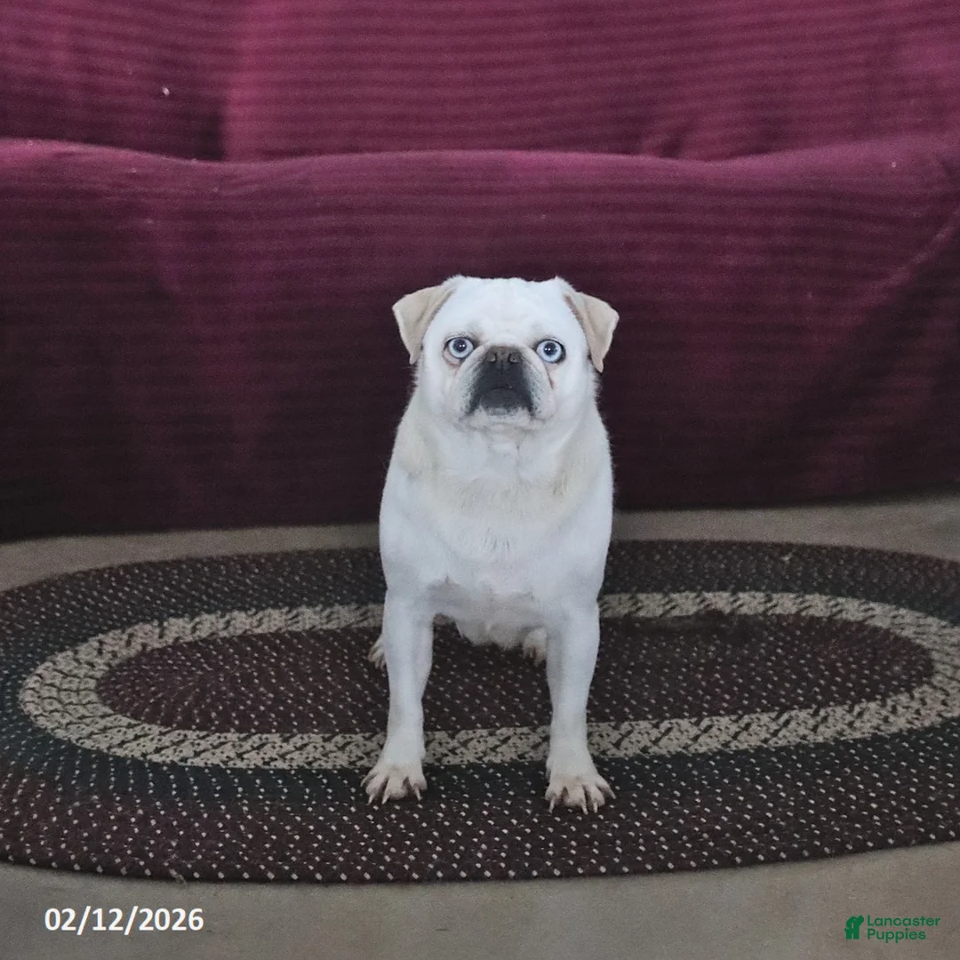 Pug dogs for sale: Jewel - Ad 2