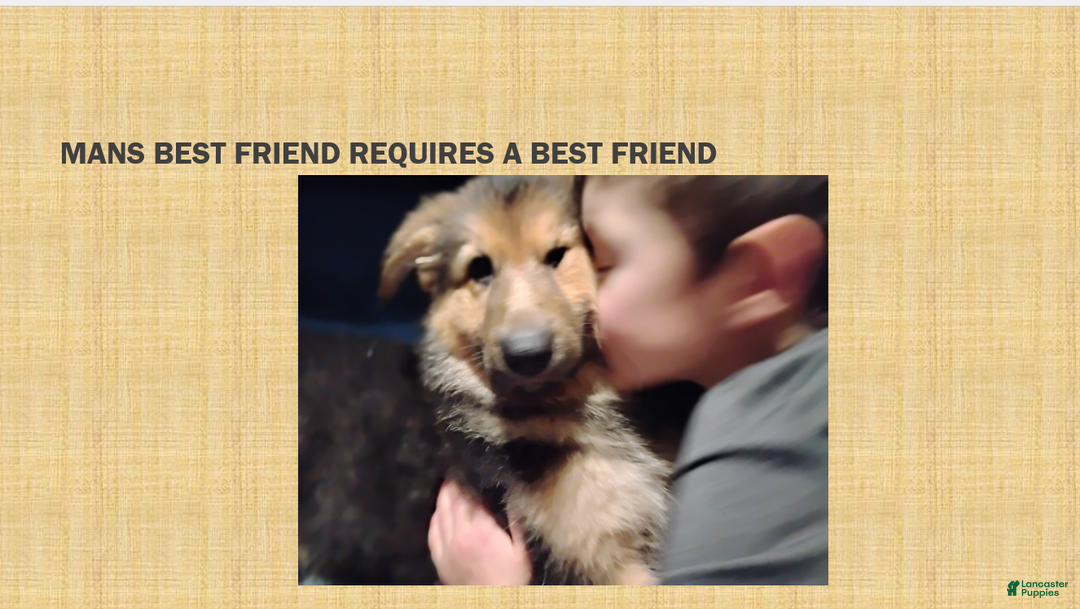 German Shepherd dogs for sale: Purebred German Shepherd  - Ad 10