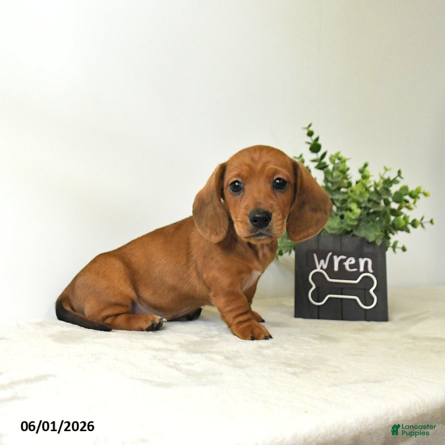 Miniature Dachshund dogs for sale: Wren - Ad 2