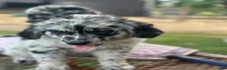 Mixed Breed dogs for sale: Buckle, female golden Aussie  - Ad 16