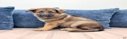 German Shepherd dogs for sale: Mickey - Ad 5