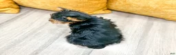 Yorkshire Terrier dogs for sale: Bear - Ad 6