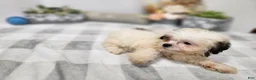 Teddy Bear dogs for sale: Curtis - Ad 5