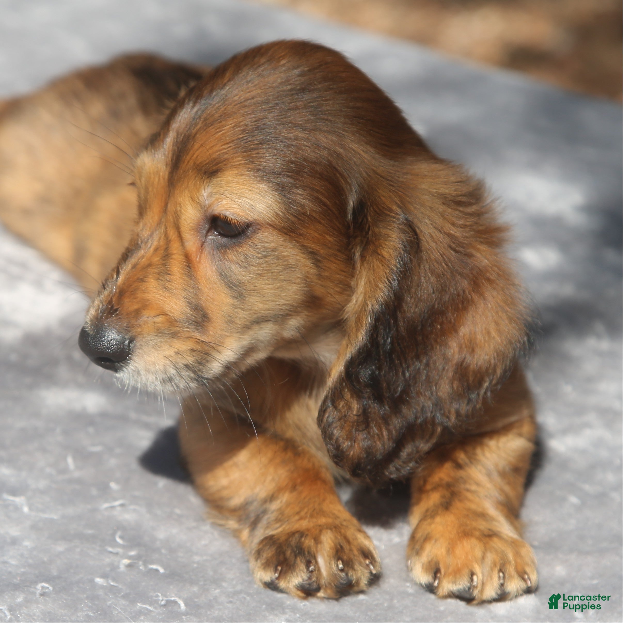 Dachshund dogs Red Brindle Longhair Small Standard - Ad 1