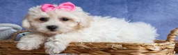 Bichpoo dogs for sale: NANCY - Ad 7