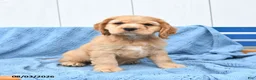 English Cocker Spaniel dogs for sale: Scooby - Ad 2