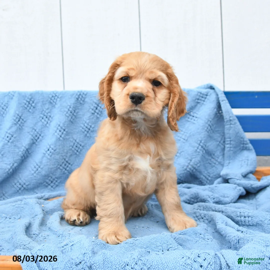 English Cocker Spaniel dogs for sale: Scooby - Ad 2