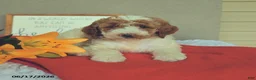 Mini Goldendoodle dogs for sale: Spirit - Ad 3