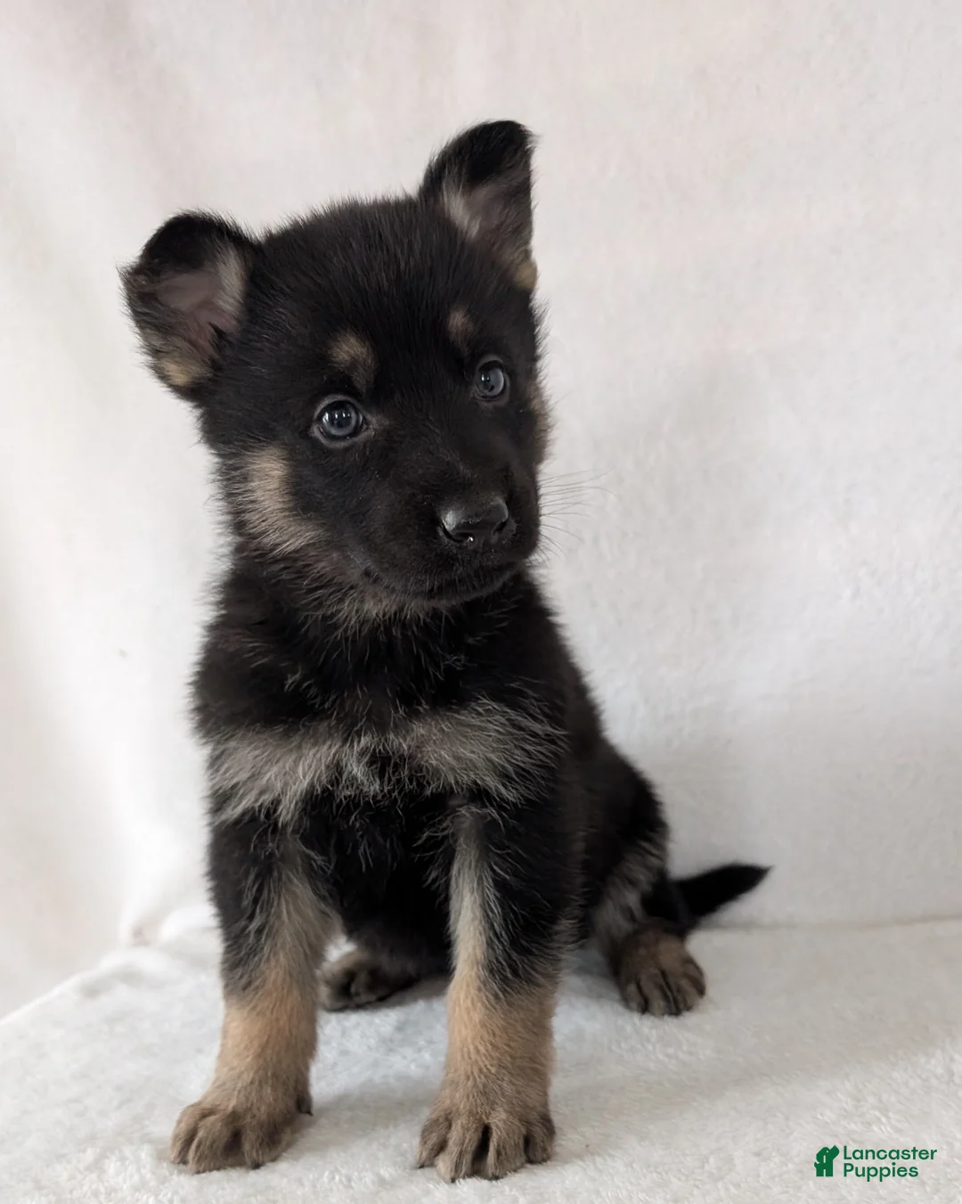 German Shepherd dogs for sale: Issie - Ad 4