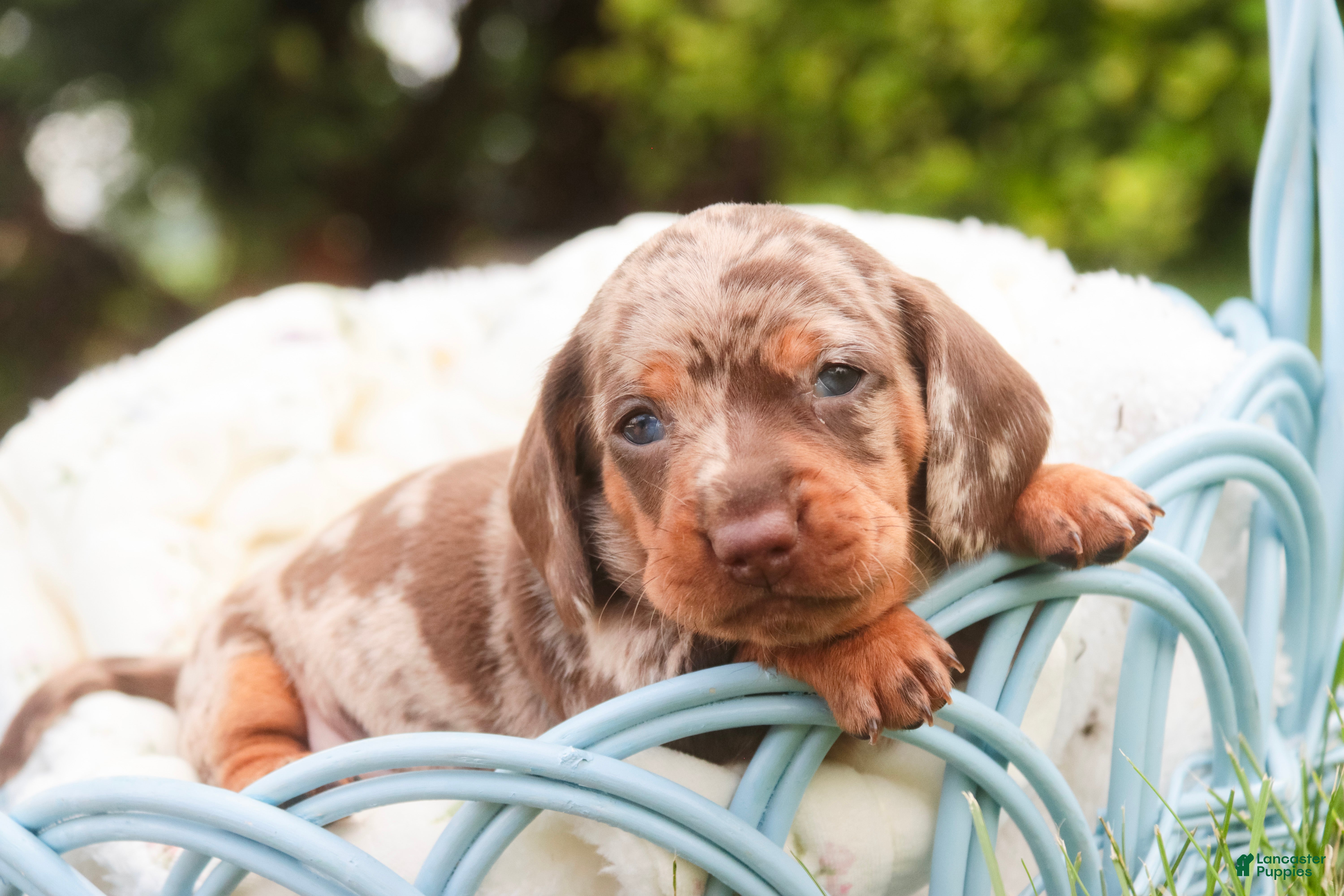 Miniature Dachshund dogs Cassidy Miniature Dachshund  - Ad 1