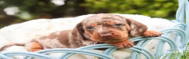 Cassidy Miniature Dachshund 