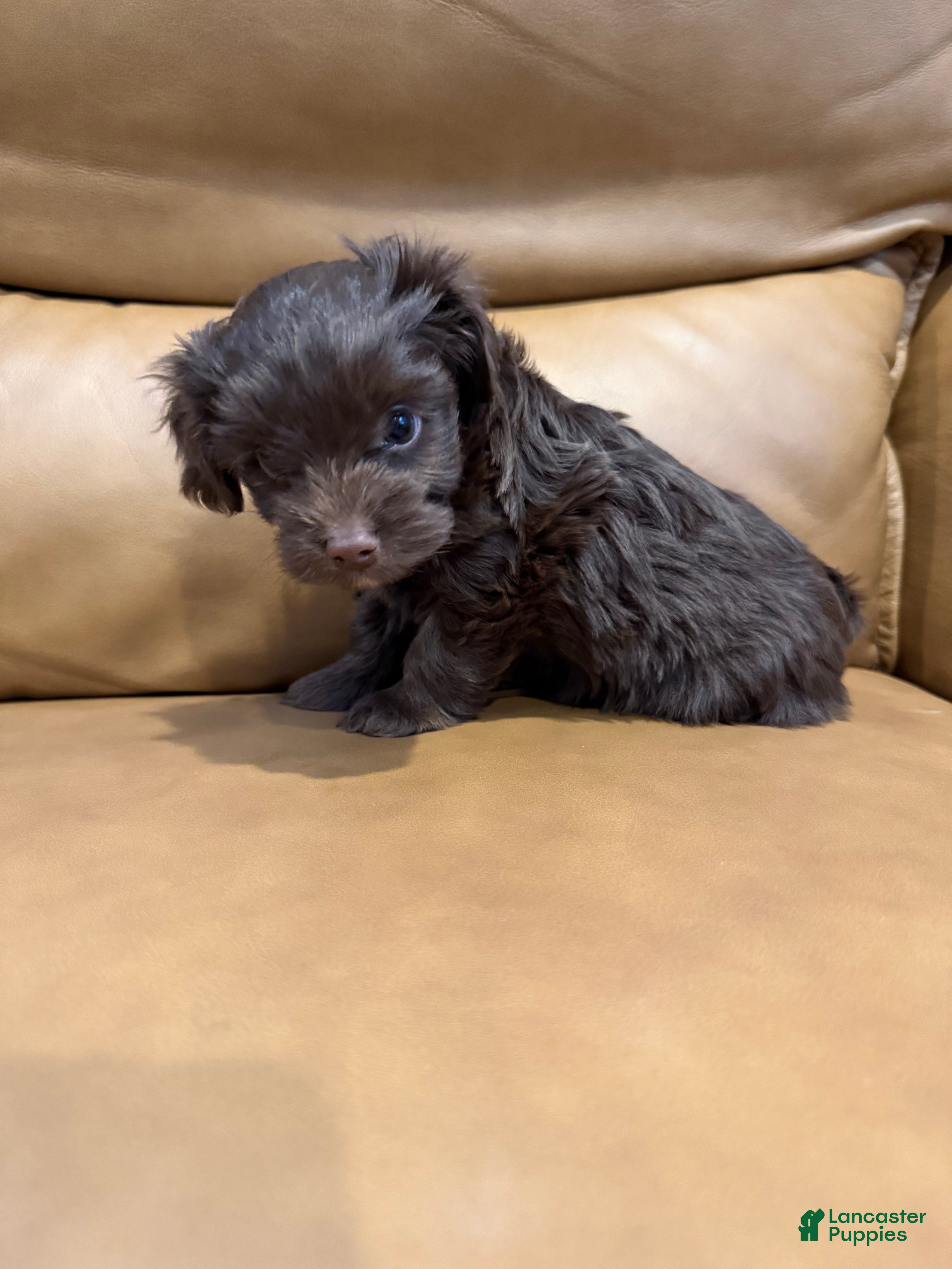 Yorkiepoo dogs COCOA - Ad 27