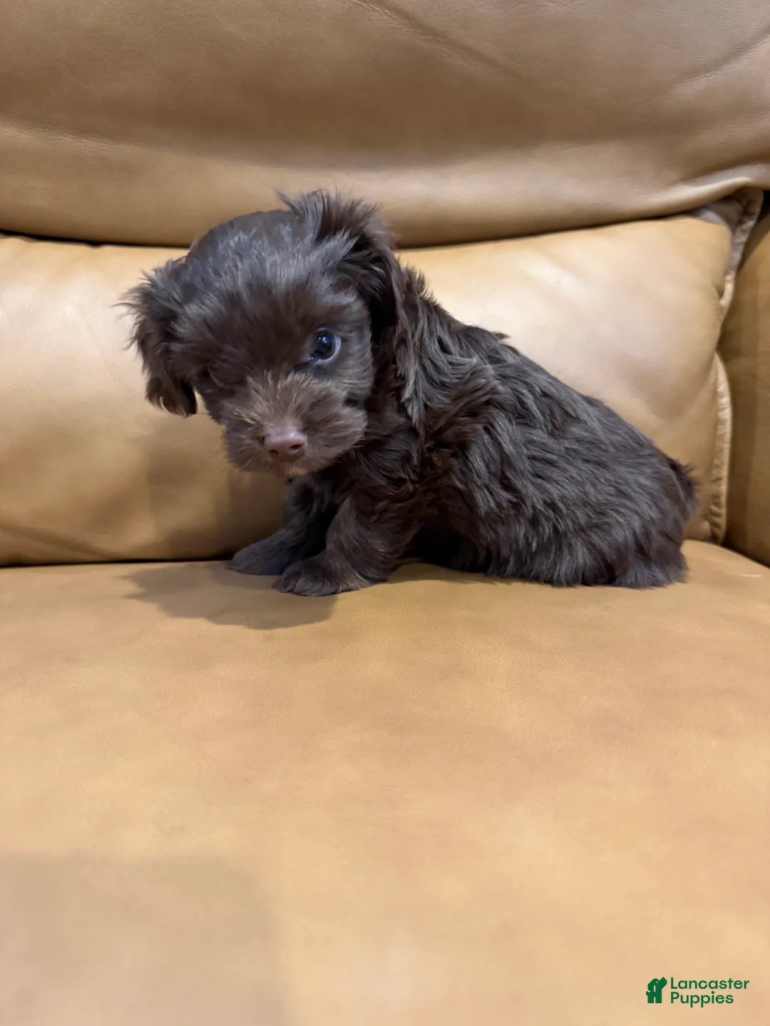 Yorkiepoo dogs for sale: COCOA - Ad 1