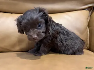 Yorkiepoo dogs COCOA - Ad 27