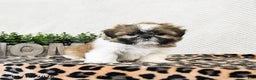 Shih Tzu dogs for sale: Penny - Ad 3