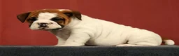 English Bulldog dogs for sale: Jasper - Ad 3