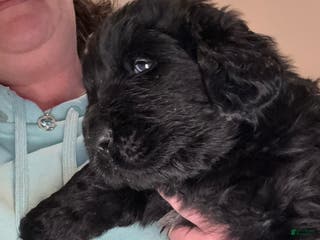 Newfoundland dogs Black male - Ad 31