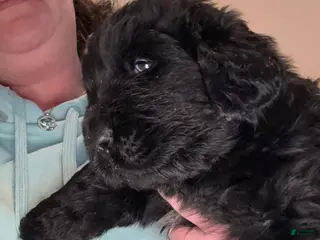 Newfoundland dogs Black male - Ad 23