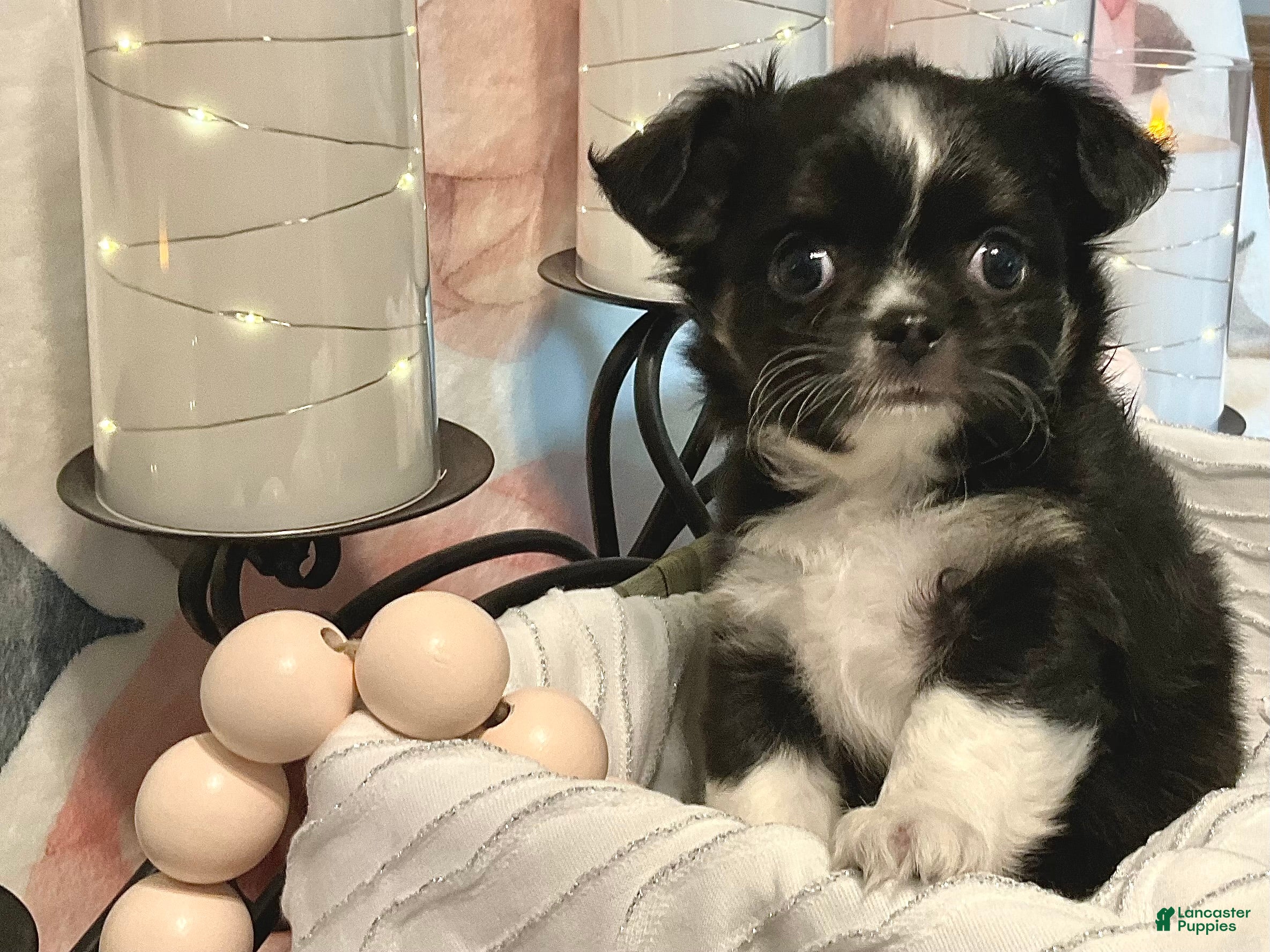 Chihuahua dogs Seryph - Ad 2