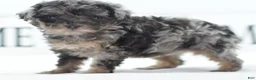 Toy Poodle dogs for sale: Luna - Ad 13