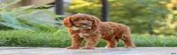 Cavapoo dogs for sale: Benji - Ad 6