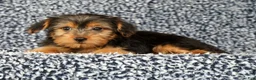 Yorkshire Terrier dogs for sale: Amy - Ad 3