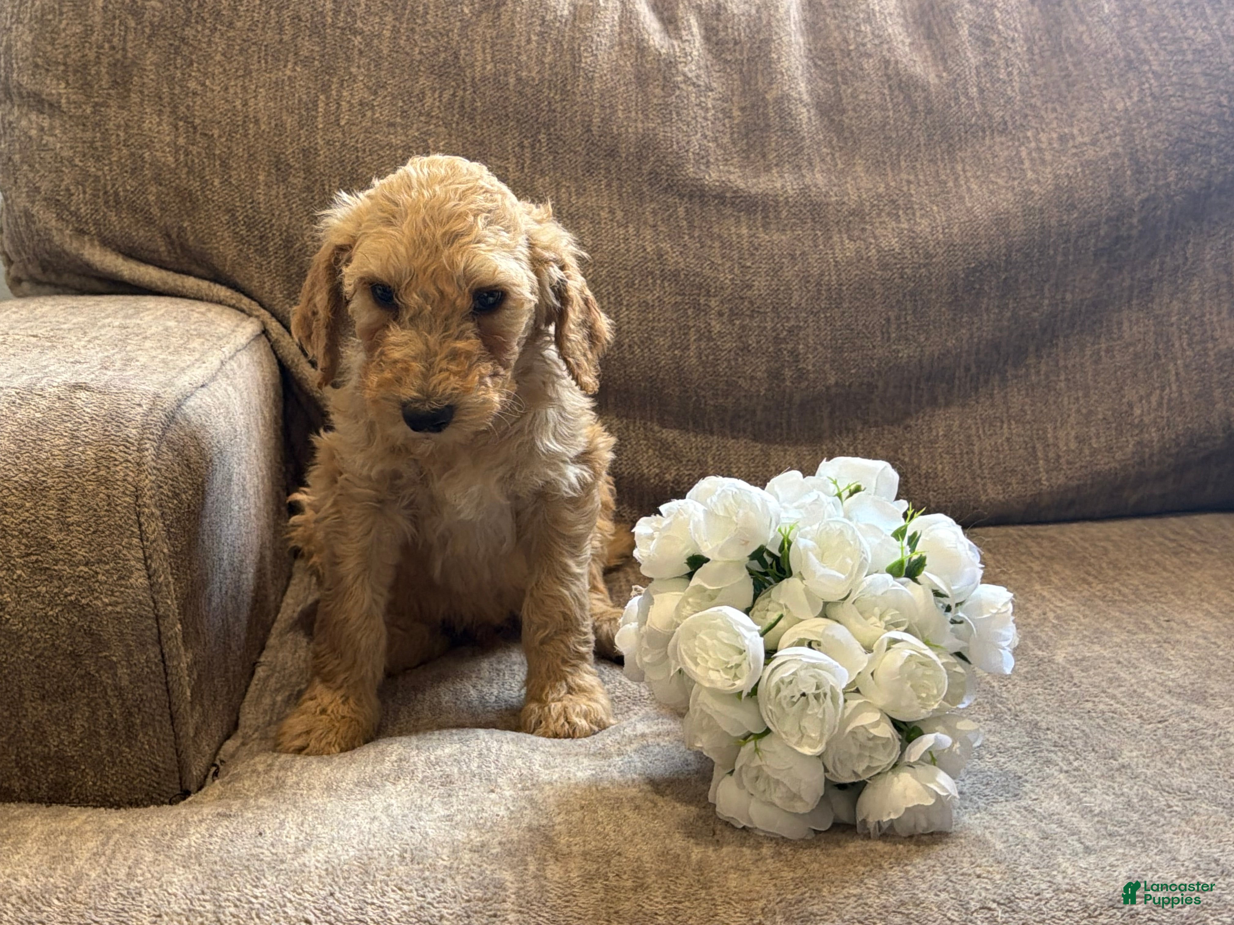 Goldendoodle dogs Blondie - Ad 39
