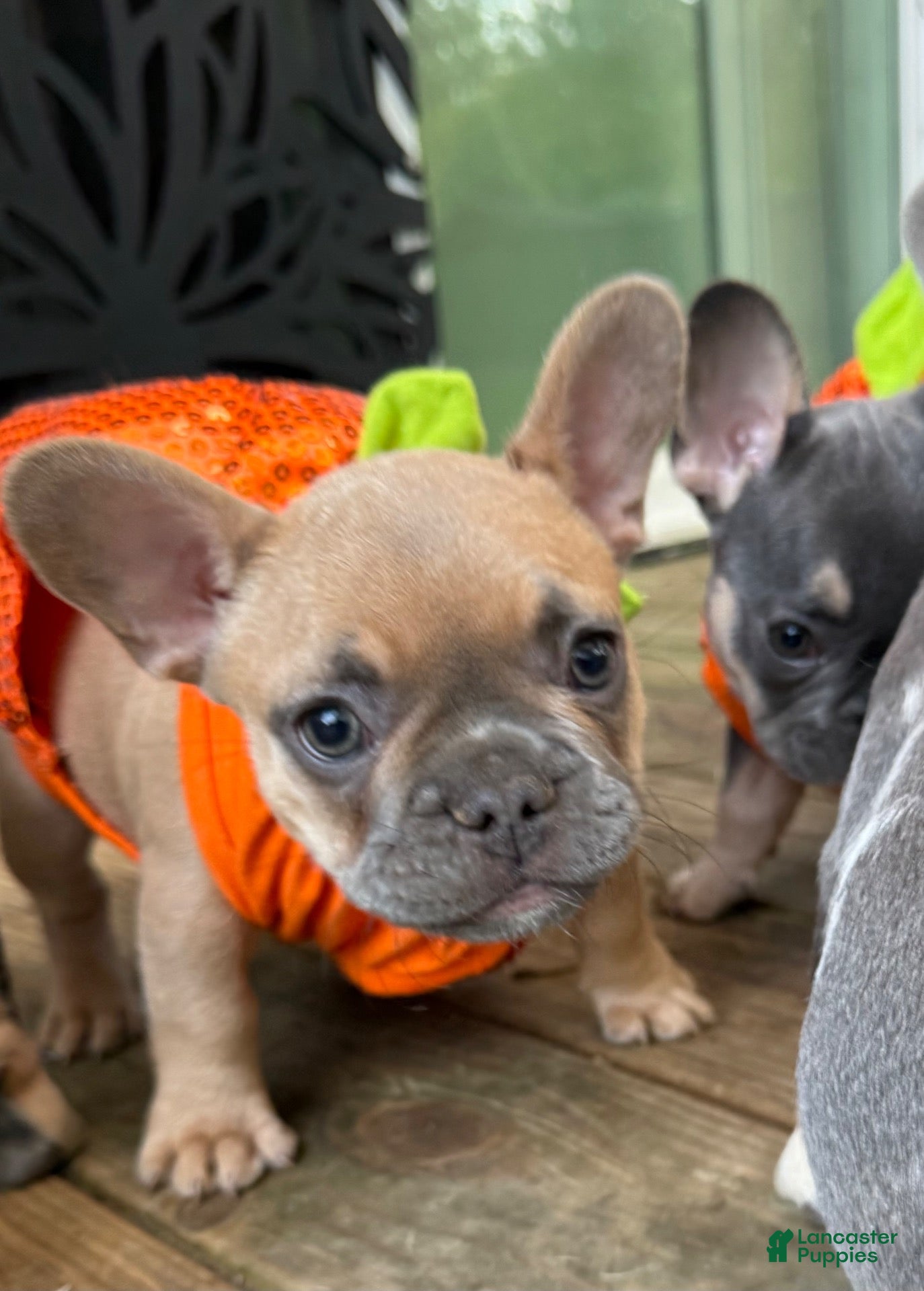 French Bulldog dogs for sale: Carmel  - Ad 3