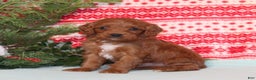 Cavapoo dogs for sale: Vortex - Ad 1