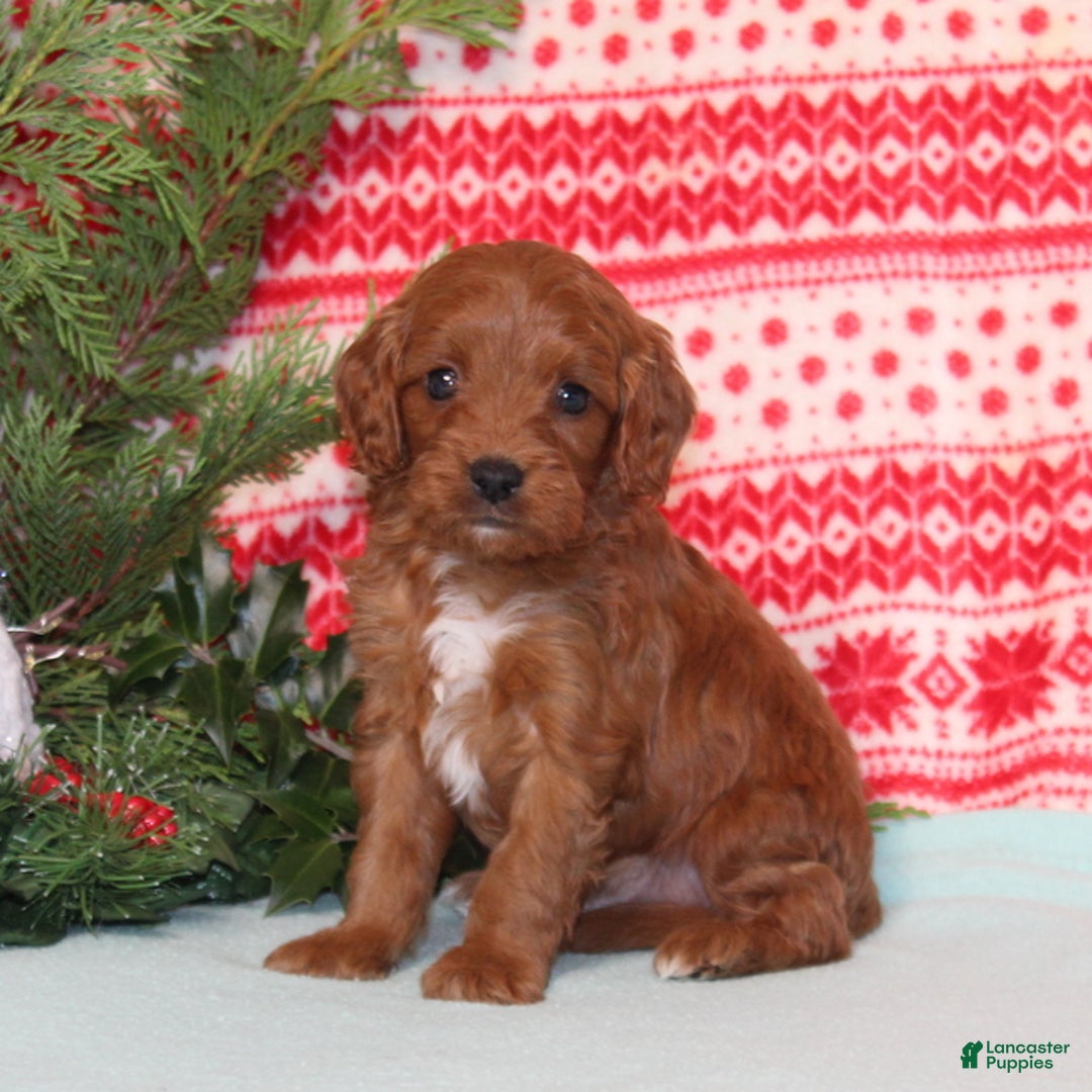 Cavapoo dogs for sale: Vortex - Ad 1