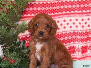 Cavapoo dogs Vortex - Ad 20