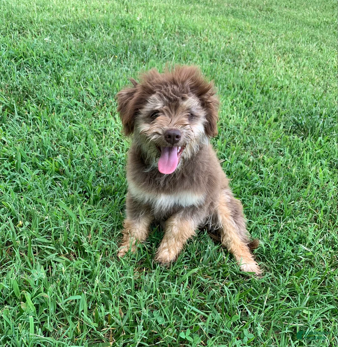 Mixed Breed dogs for sale: Teddy  - Ad 1