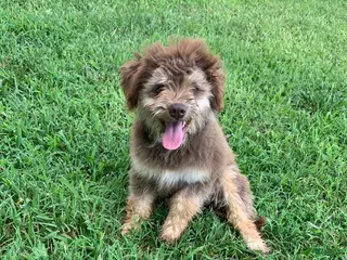 Mixed Breed dogs Teddy - Ad 3