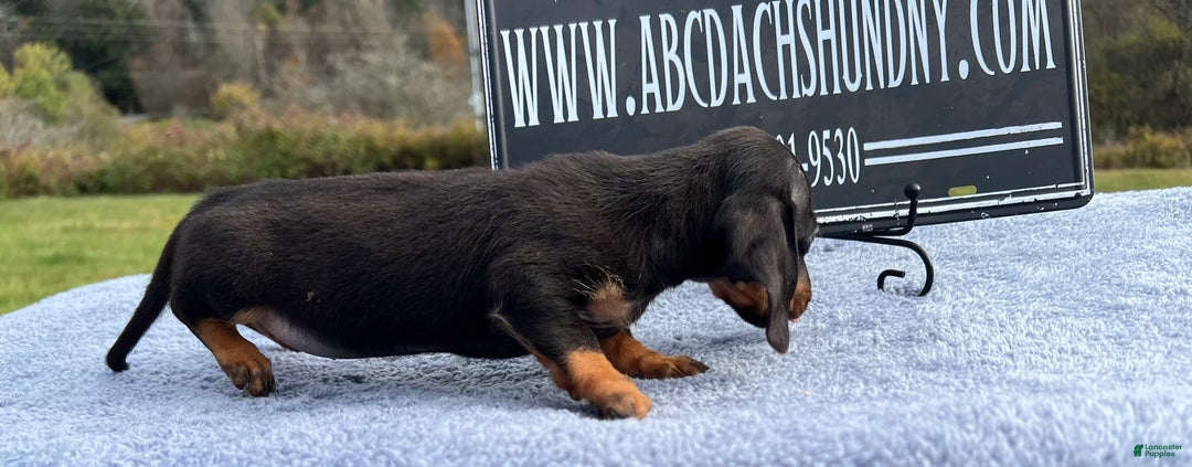 Miniature Dachshund dogs for sale: Import AKC female - Ad 16