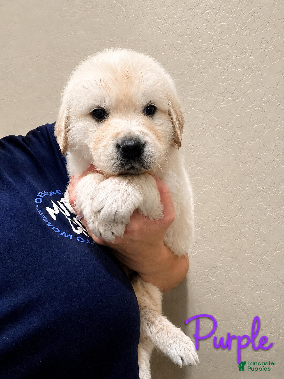 Golden Retriever dogs Petunia - Ad 2
