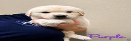 Golden Retriever dogs for sale: Petunia - Ad 2