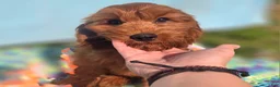 Cockapoo dogs for sale: Milan - Ad 15