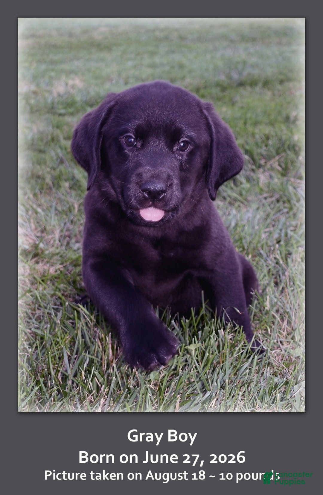 Goldador dogs Goldador 11 - Ad 1