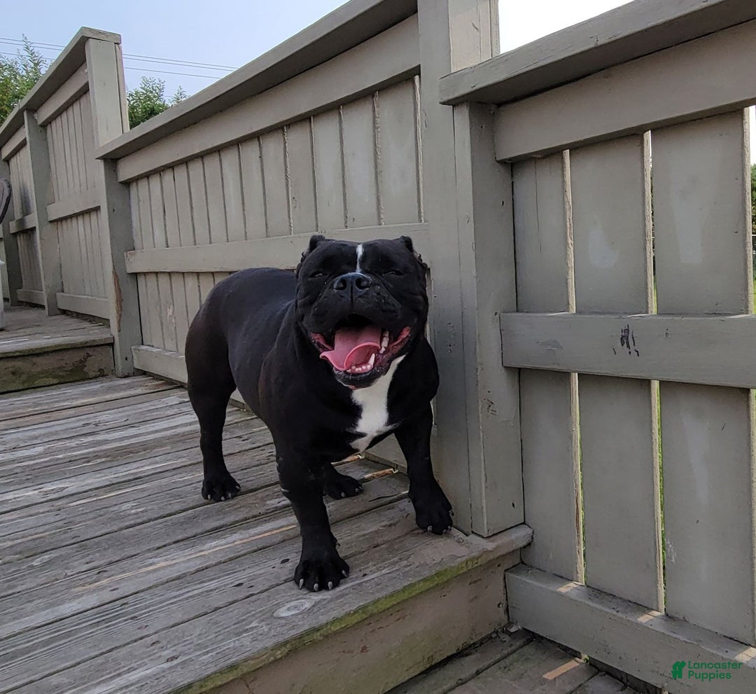 Olde English Bulldogge dogs for sale: Olde English Bulldogge Puppy Jack - Ad 12