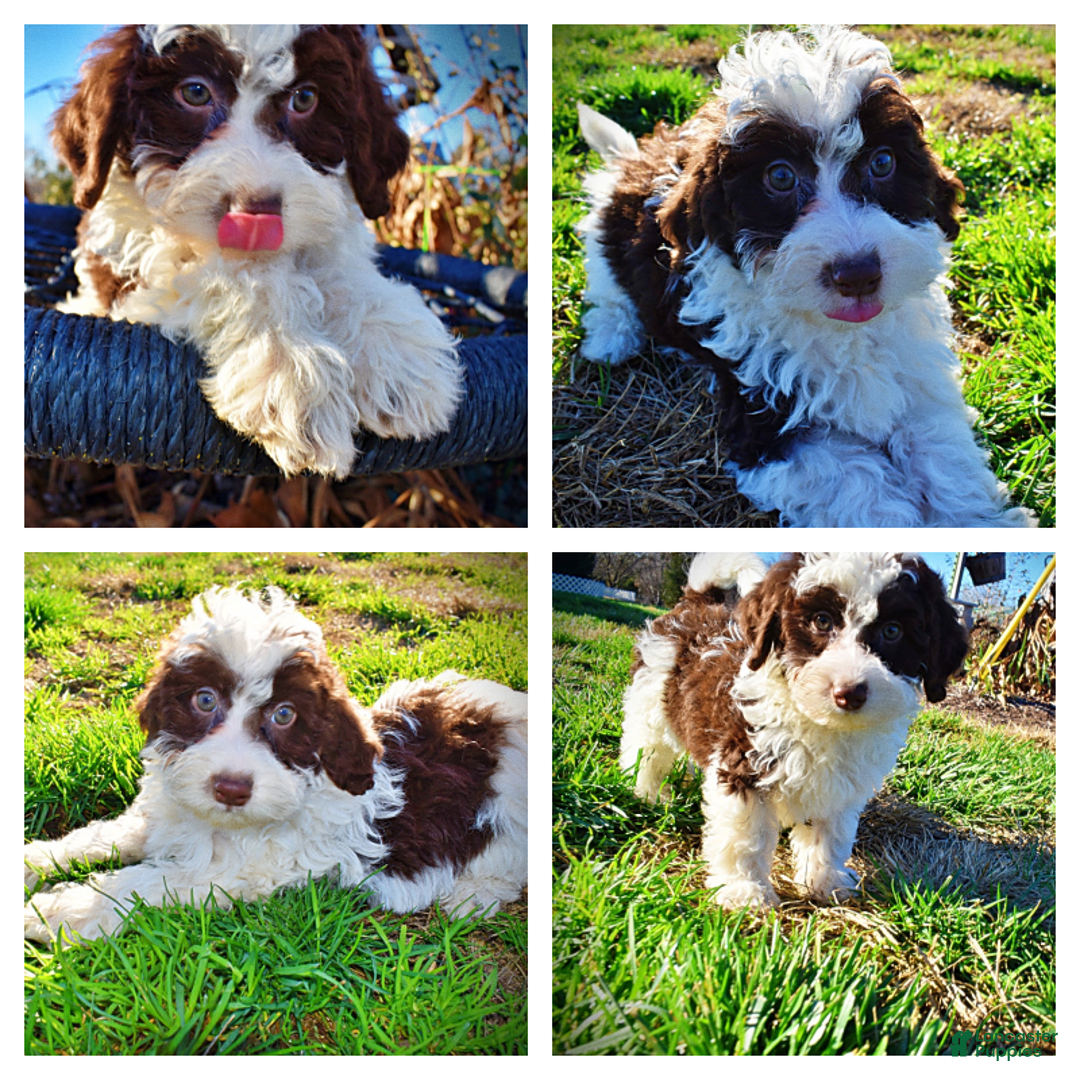 Havapoo dogs for sale: Simba - Ad 1