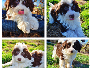 Havapoo dogs Simba - Ad 10