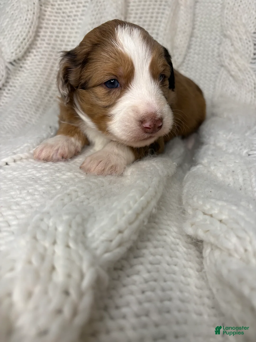 Mini Aussiedoodle dogs for sale: Mini Aussiedoodle Puppy 1 - Ad 2