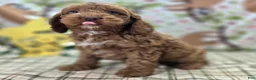 Cockapoo dogs for sale: Rime - Ad 2