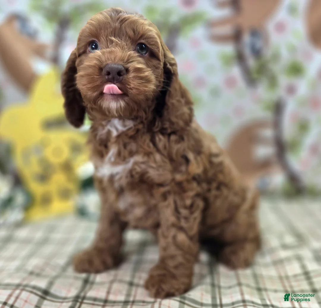 Cockapoo dogs for sale: Rime - Ad 2