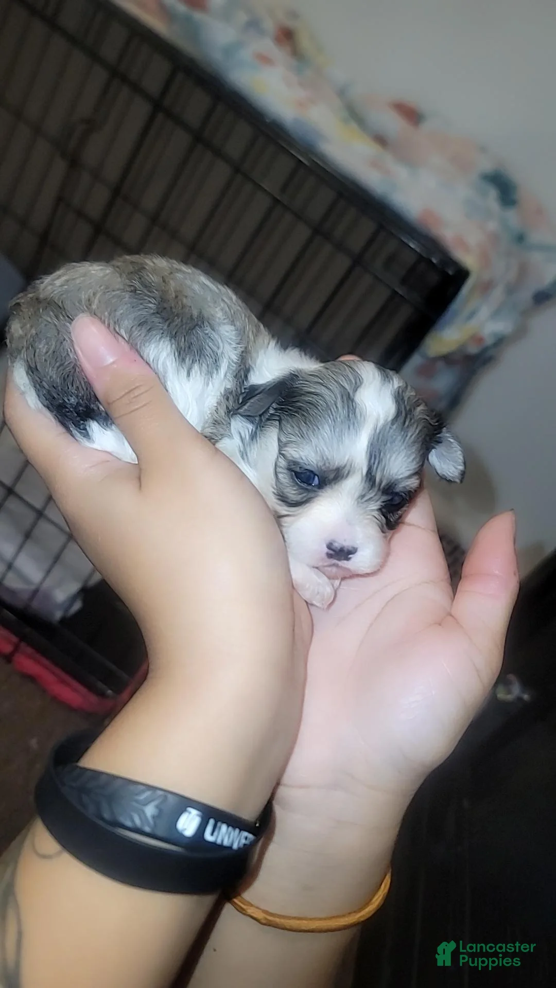 Malshi dogs for sale: Essence  - Ad 1
