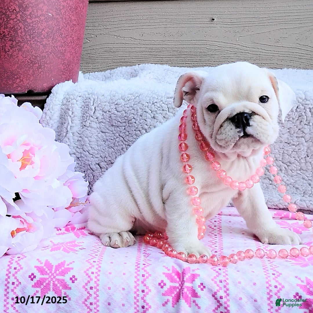 English Bulldog dogs for sale: Rayna - Ad 15