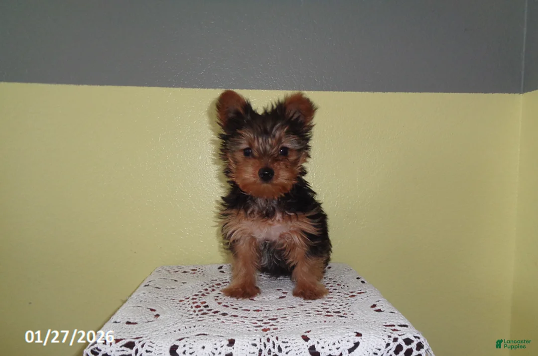 Yorkshire Terrier dogs for sale: Zuzu - Ad 2