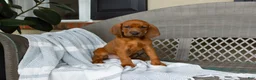 Redbone Coonhound dogs for sale: Belle - Ad 2